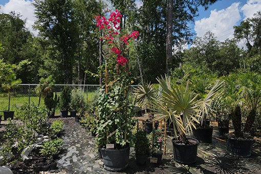 Potted Plants For Sale at an Outdoor Nursery and Garden Center in Webster Florida