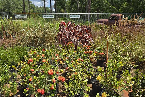 Plants at a Nursery and Garden Center That Installs and Delivers to Webster and Nearby Cities