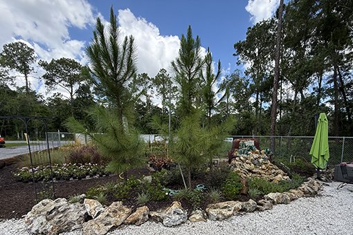 Landscaped Garden Bed with Rocks and Pine Trees at a Nursery and Garden Center in Webster FL