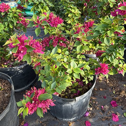 Plotted Bougainvillea For Sale in Webster Florida's Best Flower Nursery and Garden Center