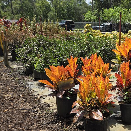 Different Plants Available at a Garden Center and Plant Nursery in Webster