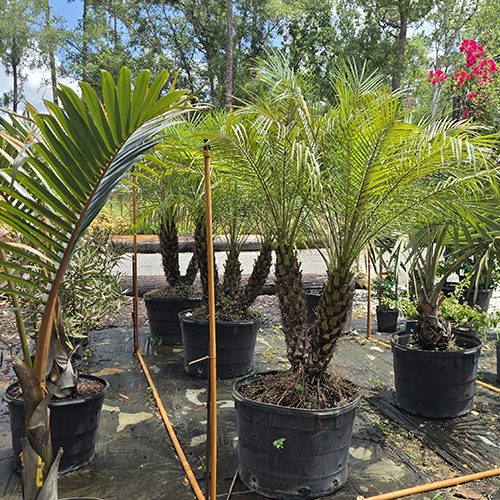 Potted Palms Suited For Webster Florida Climate For Sale at a Tree Nursery and Garden Center